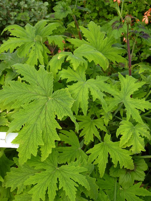 Pelargonium hispidum feuille